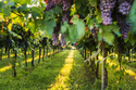 Gardasee Weinfest in Bardolino / BadZ
